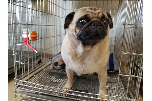 成約済の愛知県のパグ-72073の4枚目