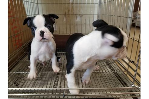 成約済の愛知県のボストンテリア-70573の2枚目