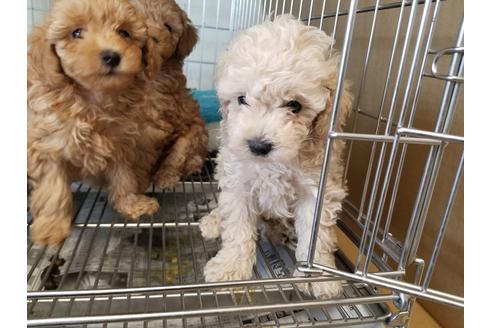 成約済の愛知県のトイプードル-70369の1枚目