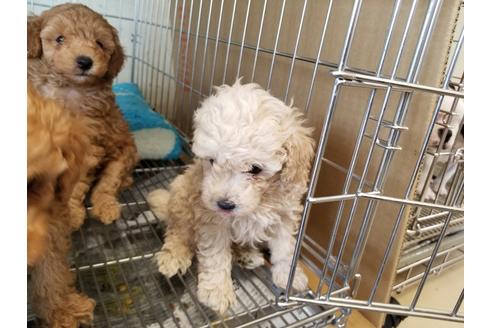 成約済の愛知県のトイプードル-70369の4枚目