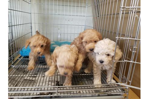 成約済の愛知県のトイプードル-70369の2枚目