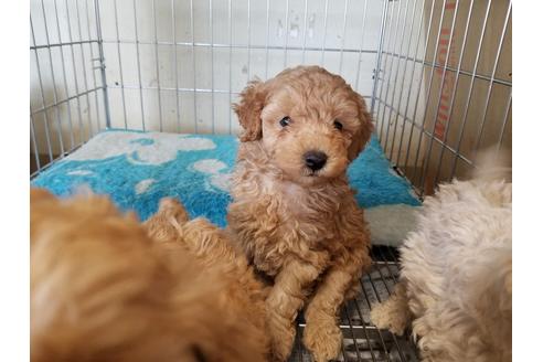 成約済の愛知県のトイプードル-70370の4枚目