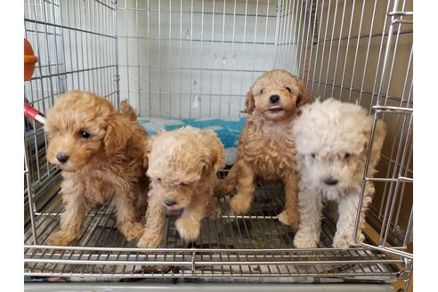 成約済の愛知県のトイプードル-70370の3枚目