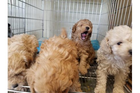 成約済の愛知県のトイプードル-70370の2枚目