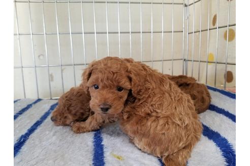 成約済の愛知県のトイプードル-70572の1枚目