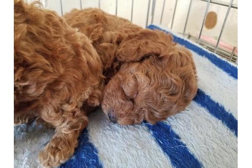 成約済の愛知県のトイプードル-70572の4枚目