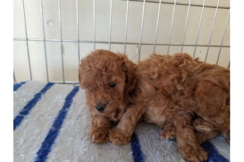 成約済の愛知県のトイプードル-70572の3枚目