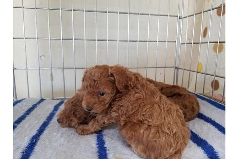 成約済の愛知県のトイプードル-70572の2枚目