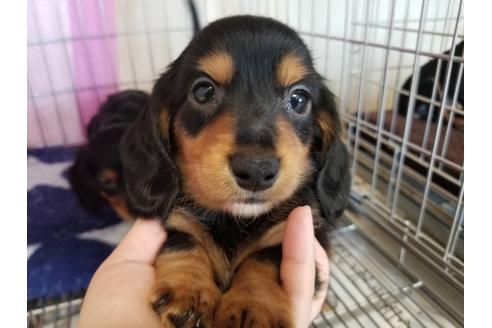 成約済の愛知県のミニチュアダックスフンド(ロングヘアード)-70390