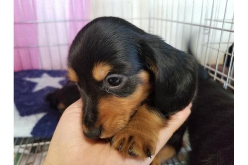 成約済の愛知県のミニチュアダックスフンド(ロングヘアード)-70390の5枚目