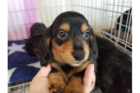 成約済の愛知県のミニチュアダックスフンド(ロングヘアード)-70390の4枚目