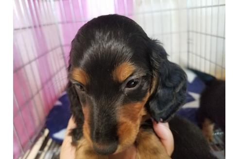 成約済の愛知県のミニチュアダックスフンド(ロングヘアード)-70390の3枚目