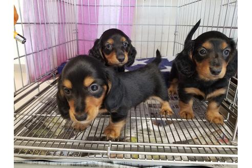 成約済の愛知県のミニチュアダックスフンド(ロングヘアード)-70390の2枚目