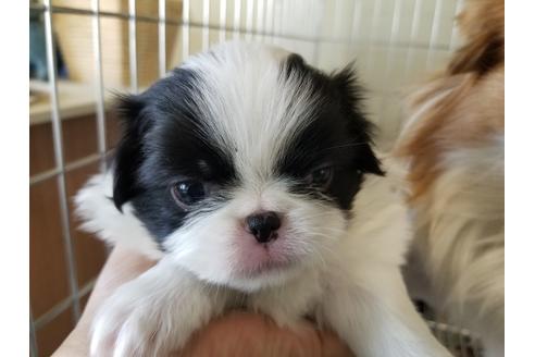 成約済の愛知県の狆 (チン)-72112の1枚目