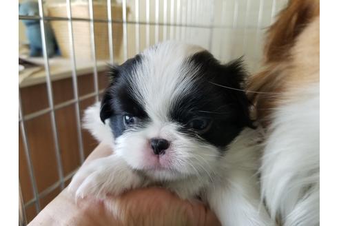 成約済の愛知県の狆 (チン)-72112の2枚目
