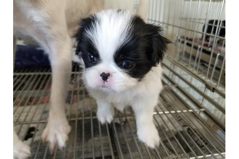 成約済の愛知県の狆 (チン)-72113