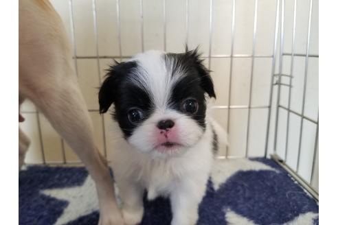 成約済の愛知県の狆 (チン)-72113の5枚目