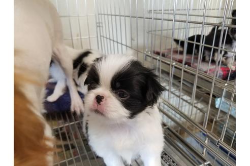 成約済の愛知県の狆 (チン)-72113の4枚目