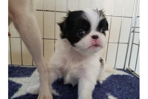 成約済の愛知県の狆 (チン)-72113の3枚目