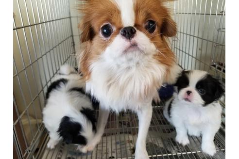 成約済の愛知県の狆 (チン)-72113の2枚目