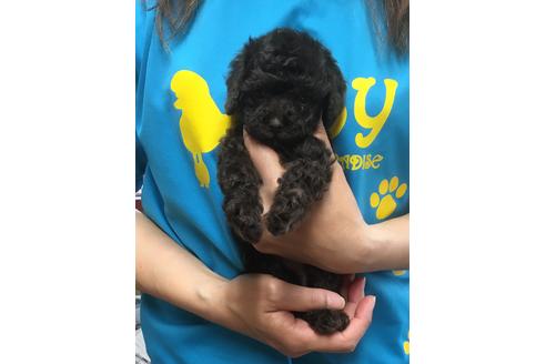 成約済の静岡県のトイプードル-71317の1枚目