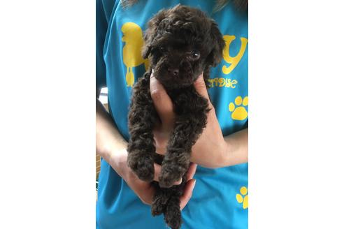 成約済の静岡県のトイプードル-71317の2枚目