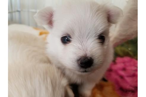 成約済の愛知県のミックス犬-72123