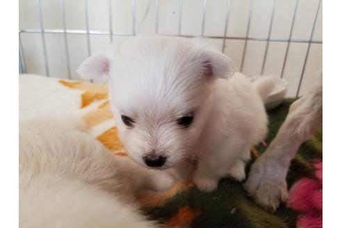 成約済の愛知県のミックス犬-72123の4枚目