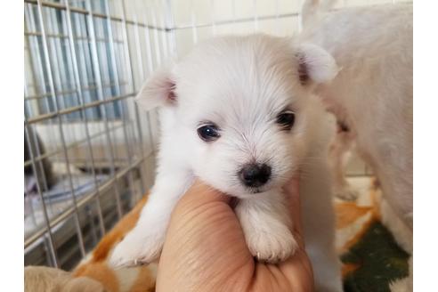 成約済の愛知県のミックス犬-72123の3枚目