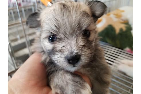 成約済の愛知県のミックス犬-72127