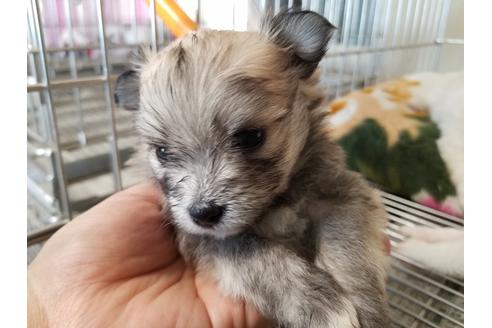 成約済の愛知県のミックス犬-72127の3枚目