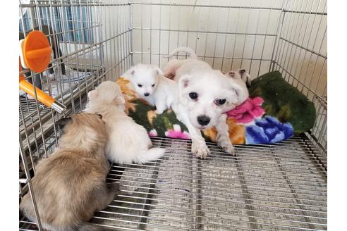 成約済の愛知県のミックス犬-72127の2枚目