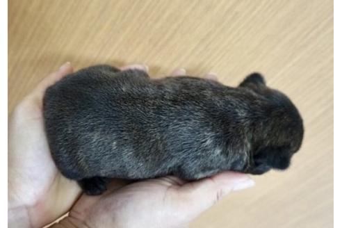 成約済の香川県のフレンチブルドッグ-72174の4枚目