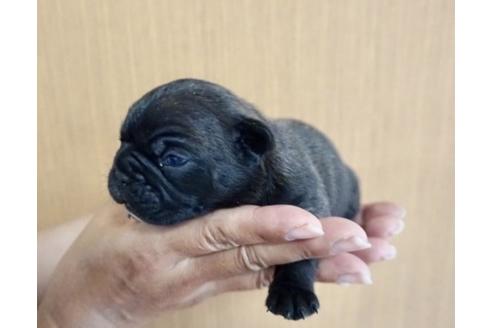 成約済の香川県のフレンチブルドッグ-72174の3枚目
