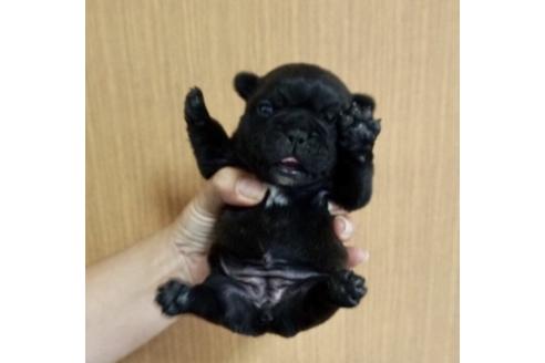 成約済の香川県のフレンチブルドッグ-72174の1枚目