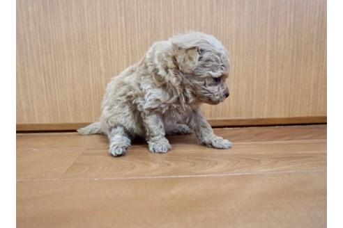 成約済の香川県のマルプー:マルチーズ×トイプードル-72177の4枚目