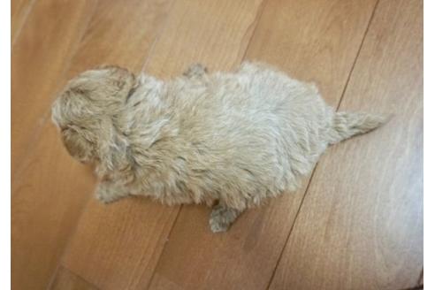 成約済の香川県のマルプー:マルチーズ×トイプードル-72177の3枚目