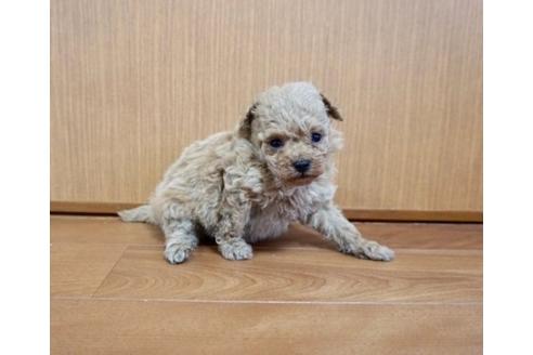 成約済の香川県のマルプー:マルチーズ×トイプードル-72177の2枚目