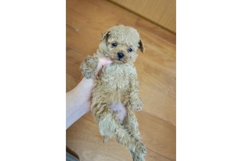 成約済の香川県のマルプー:マルチーズ×トイプードル-72177