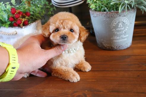 成約済の埼玉県のティーカッププードル-72191の1枚目