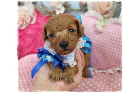 成約済の岡山県のタイニープードル-72178の5枚目