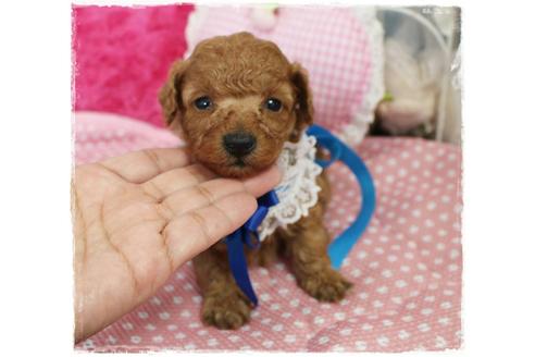 成約済の岡山県のタイニープードル-72178の4枚目