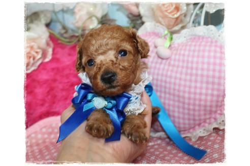 成約済の岡山県のタイニープードル-72178の3枚目