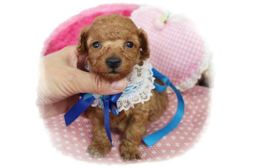 成約済の岡山県のタイニープードル-72178の2枚目