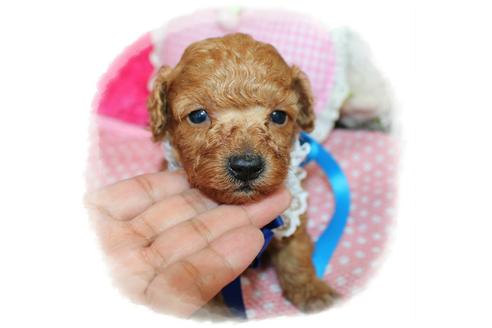 成約済の岡山県のタイニープードル-72178の1枚目