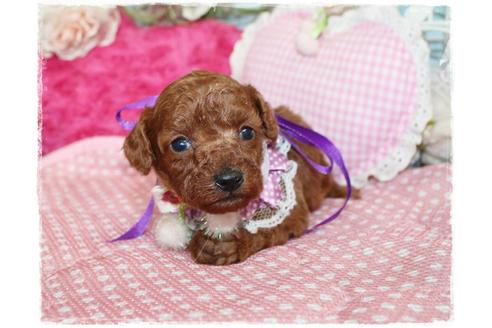 成約済の岡山県のタイニープードル-72179の9枚目