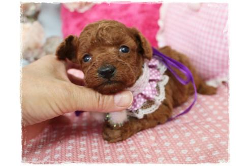 成約済の岡山県のタイニープードル-72179の8枚目