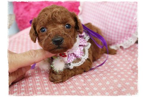 成約済の岡山県のタイニープードル-72179の7枚目