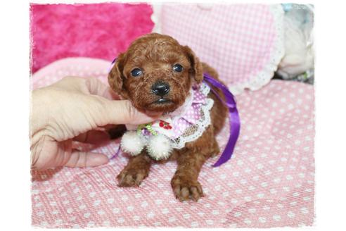 成約済の岡山県のタイニープードル-72179の6枚目