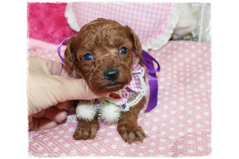 成約済の岡山県のタイニープードル-72179の5枚目